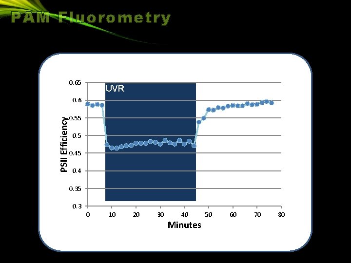 PAM Fluorometry 0. 65 UVR PSII Efficiency 0. 6 0. 55 0. 45 0.