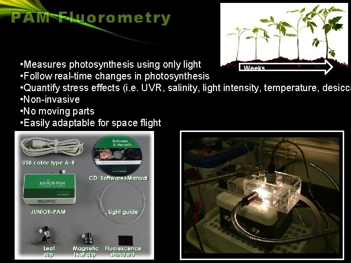 PAM Fluorometry • Measures photosynthesis using only light Weeks • Follow real-time changes in