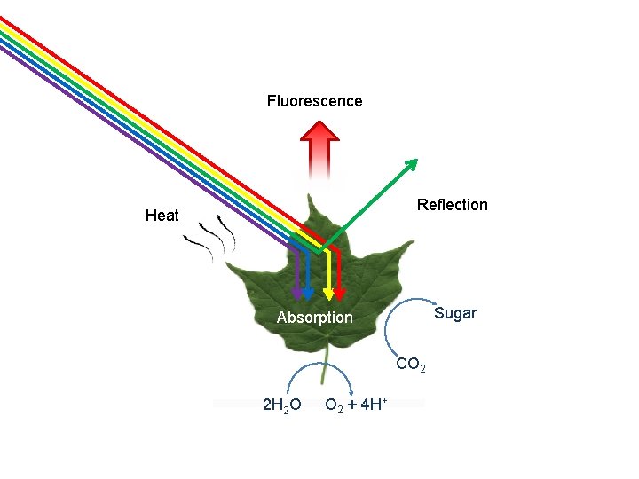 Fluorescence Reflection Heat Sugar Absorption CO 2 2 H 2 O O 2 +