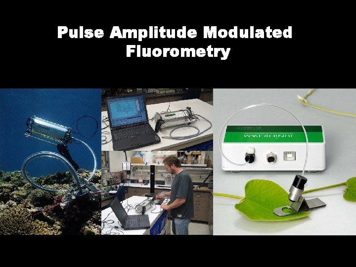 Pulse Amplitude Modulated Fluorometry 