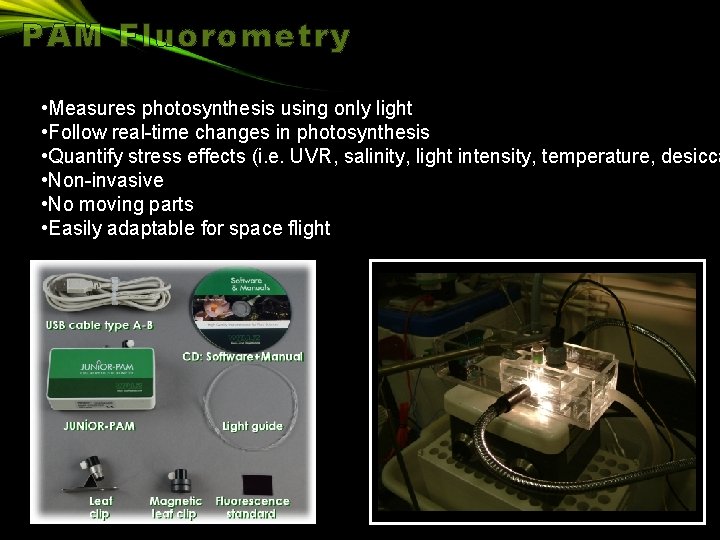 PAM Fluorometry • Measures photosynthesis using only light • Follow real-time changes in photosynthesis