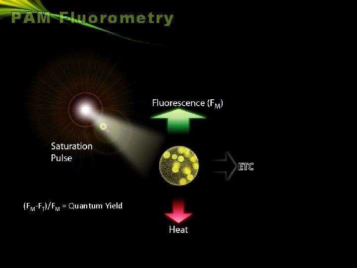 PAM Fluorometry (FM-FT)/FM = Quantum Yield 
