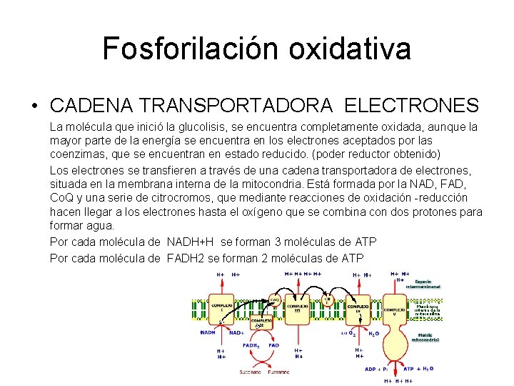 Fosforilación oxidativa • CADENA TRANSPORTADORA ELECTRONES La molécula que inició la glucolisis, se encuentra Fosforilación oxidativa • CADENA TRANSPORTADORA ELECTRONES La molécula que inició la glucolisis, se encuentra