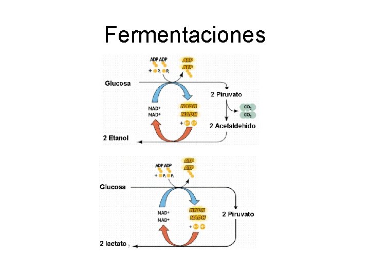 Fermentaciones Fermentaciones
