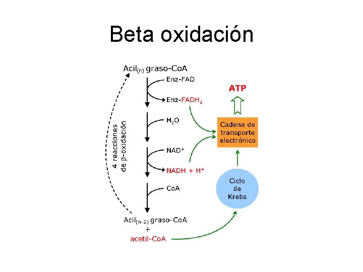 Beta oxidación Beta oxidación