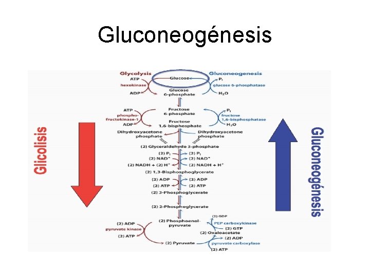 Gluconeogénesis Gluconeogénesis