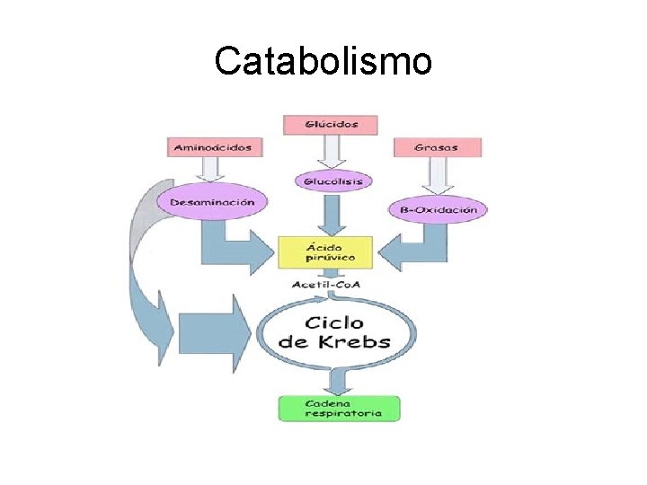 Catabolismo Catabolismo