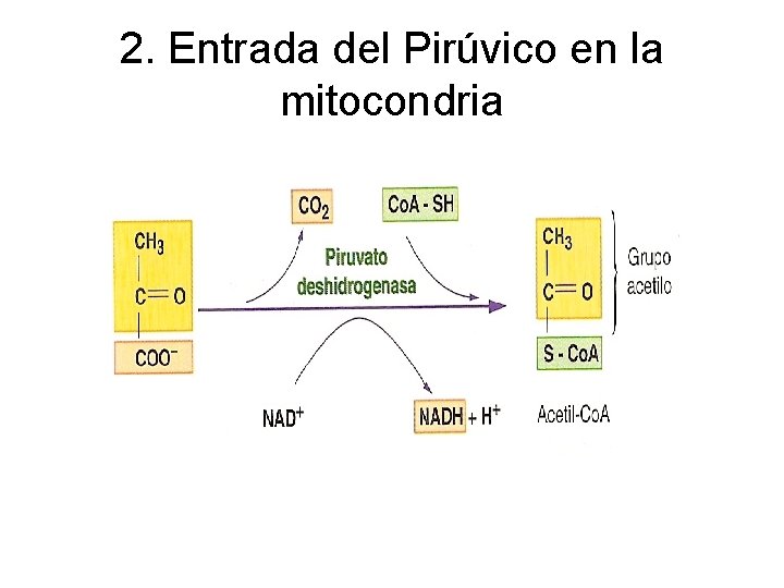 2. Entrada del Pirúvico en la mitocondria 2. Entrada del Pirúvico en la mitocondria