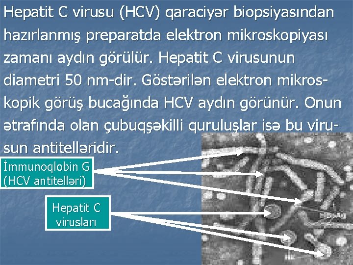Hepatit C virusu (HCV) qaraciyər biopsiyasından hazırlanmış preparatda elektron mikroskopiyası zamanı aydın görülür. Hepatit
