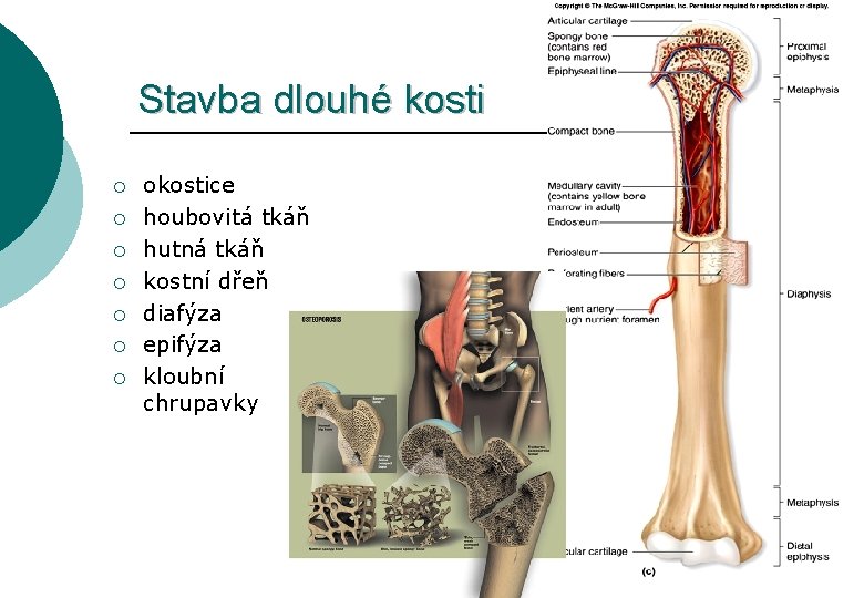 Stavba dlouhé kosti ¡ ¡ ¡ ¡ okostice houbovitá tkáň hutná tkáň kostní dřeň
