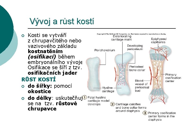 Vývoj a růst kostí Kosti se vytváří z chrupavčitého nebo vazivového základu kostnatěním (osifikací)