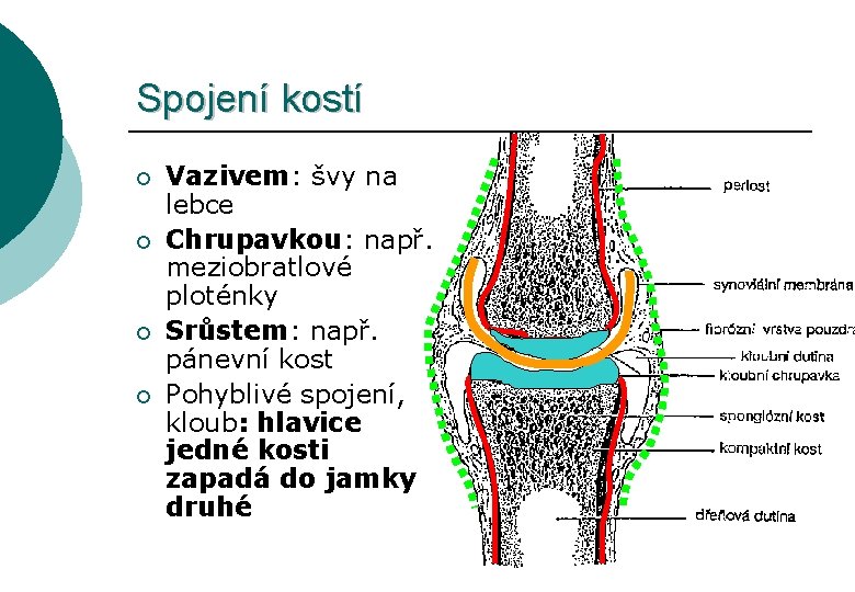 Spojení kostí ¡ ¡ Vazivem: švy na lebce Chrupavkou: např. meziobratlové ploténky Srůstem: např.