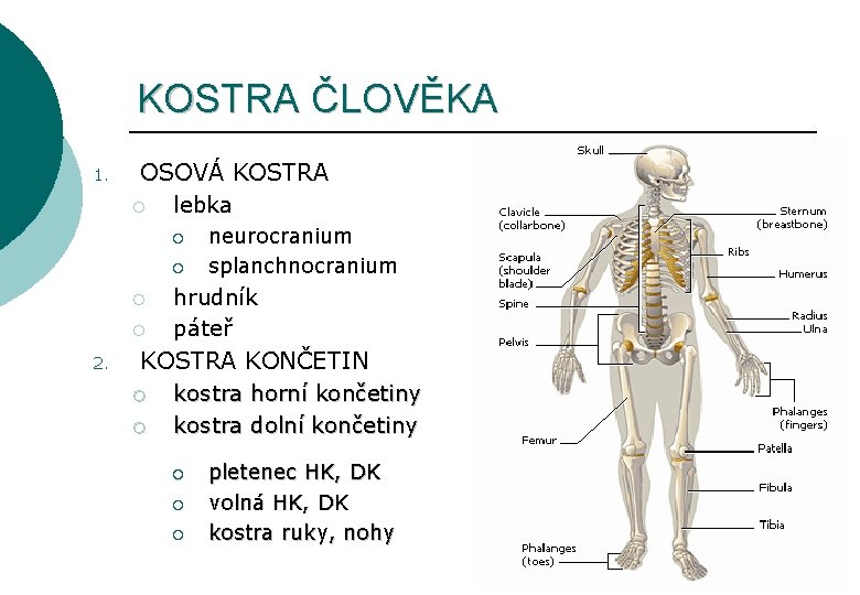 KOSTRA ČLOVĚKA 1. OSOVÁ KOSTRA ¡ lebka ¡ ¡ 2. neurocranium splanchnocranium hrudník páteř