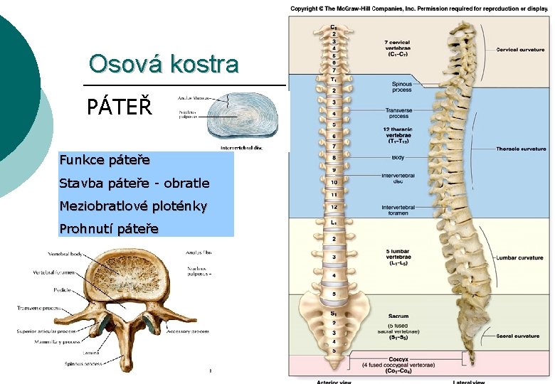 Osová kostra PÁTEŘ Funkce páteře Stavba páteře - obratle Meziobratlové ploténky Prohnutí páteře 