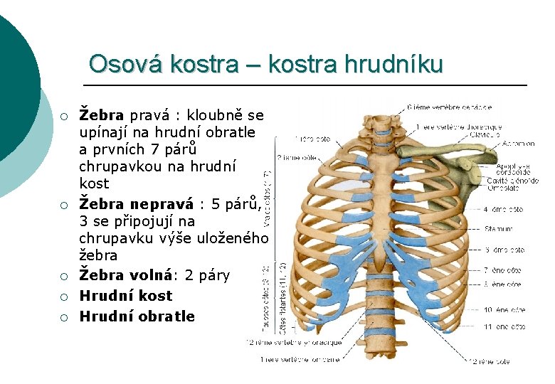 Osová kostra – kostra hrudníku ¡ ¡ ¡ Žebra pravá : kloubně se upínají