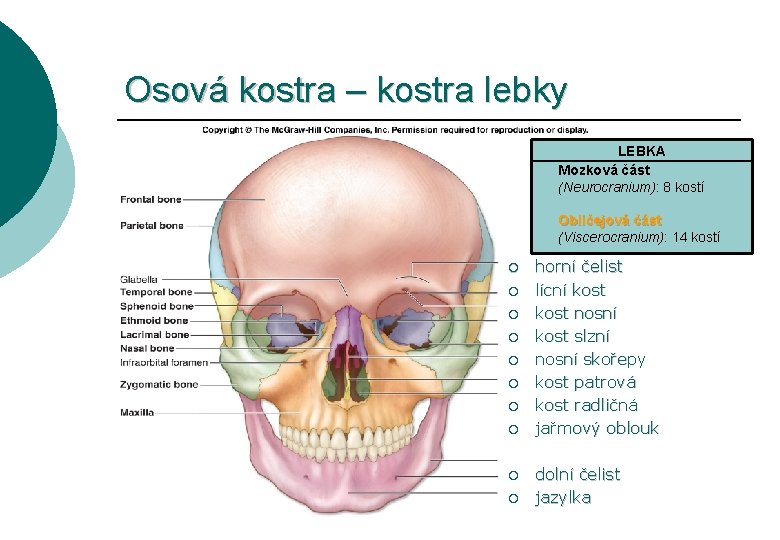 Osová kostra – kostra lebky LEBKA Mozková část (Neurocranium): 8 kostí Obličejová část (Viscerocranium):
