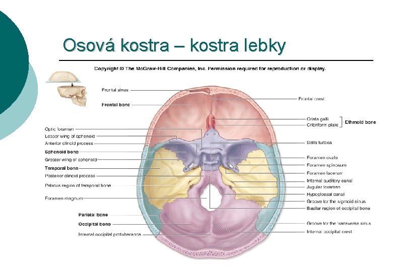Osová kostra – kostra lebky 