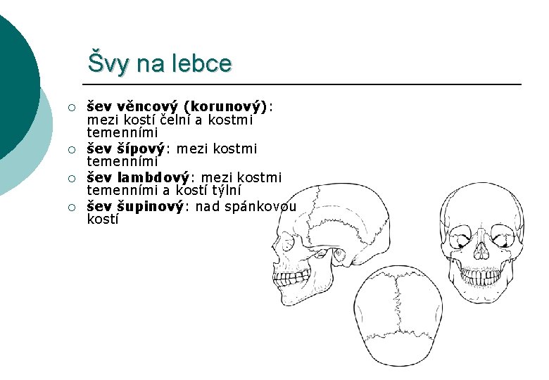 Švy na lebce ¡ ¡ šev věncový (korunový): mezi kostí čelní a kostmi temenními