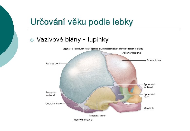 Určování věku podle lebky ¡ Vazivové blány - lupínky 