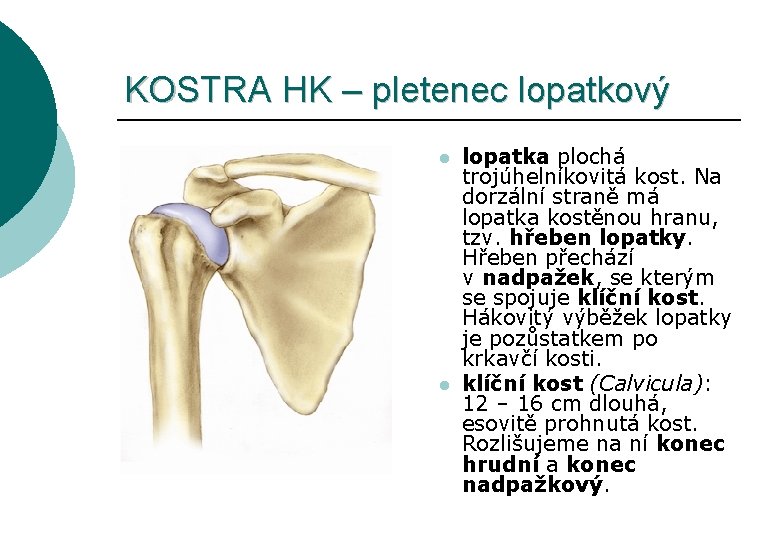 KOSTRA HK – pletenec lopatkový l l lopatka plochá trojúhelníkovitá kost. Na dorzální straně