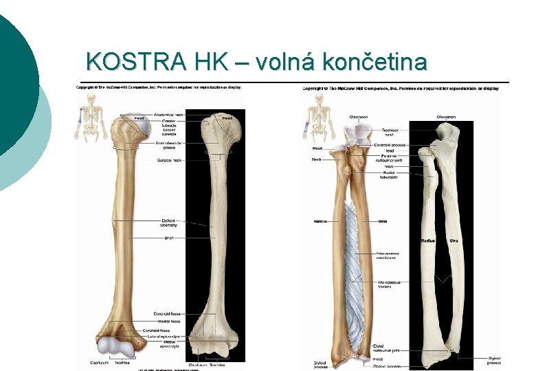 KOSTRA HK – volná končetina 