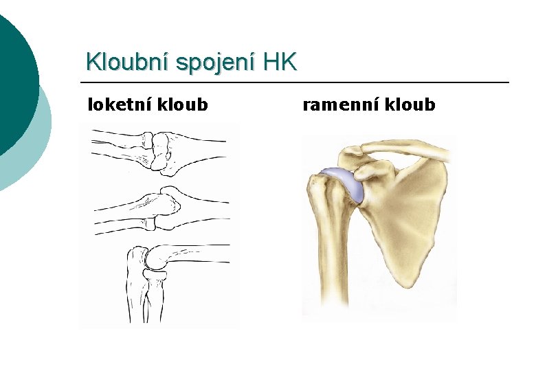 Kloubní spojení HK loketní kloub ramenní kloub 