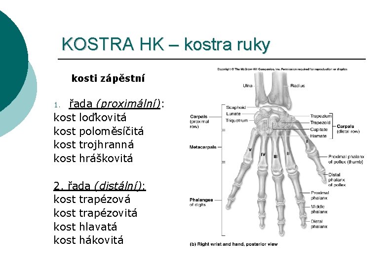 KOSTRA HK – kostra ruky kosti zápěstní řada (proximální): kost loďkovitá kost poloměsíčitá kost