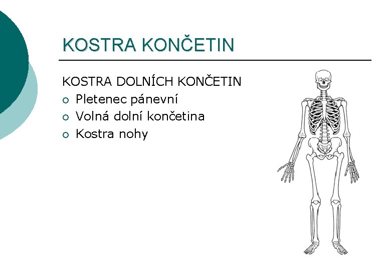 KOSTRA KONČETIN KOSTRA DOLNÍCH KONČETIN ¡ Pletenec pánevní ¡ Volná dolní končetina ¡ Kostra