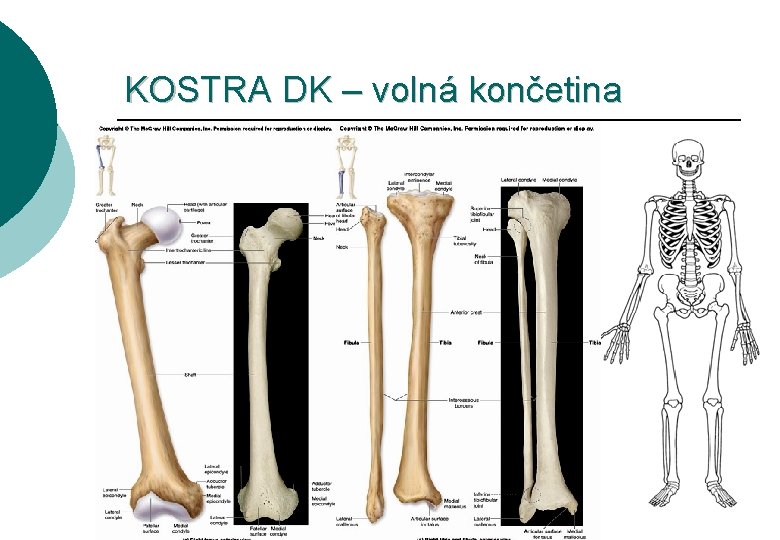 KOSTRA DK – volná končetina 