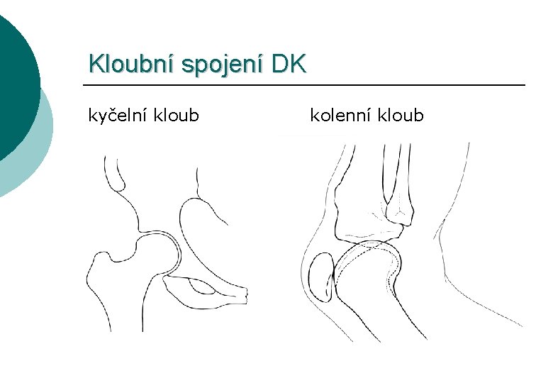Kloubní spojení DK kyčelní kloub kolenní kloub 
