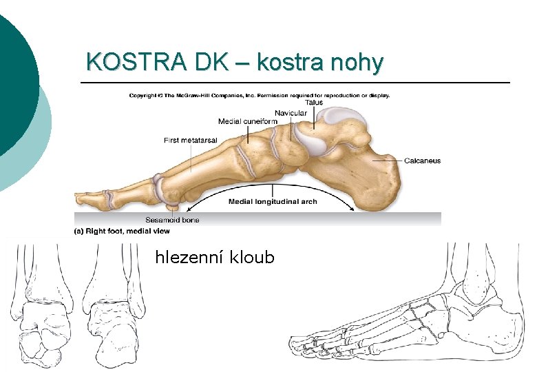 KOSTRA DK – kostra nohy hlezenní kloub 