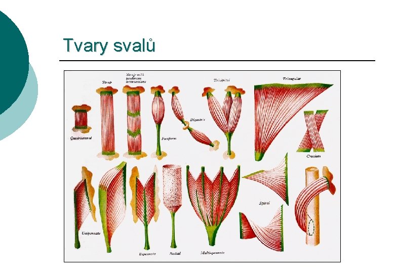 Tvary svalů 