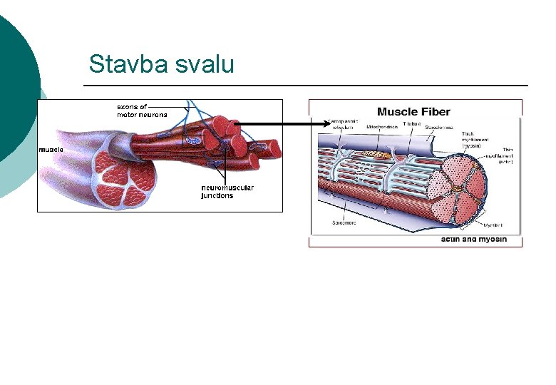 Stavba svalu 
