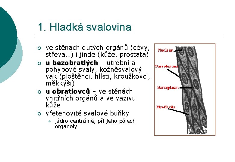 1. Hladká svalovina ¡ ¡ ve stěnách dutých orgánů (cévy, střeva…) i jinde (kůže,