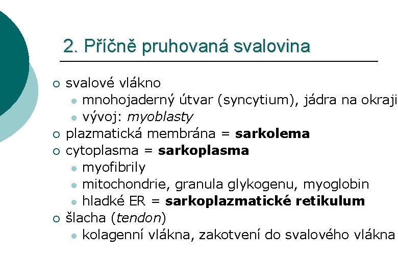 2. Příčně pruhovaná svalovina ¡ ¡ svalové vlákno l mnohojaderný útvar (syncytium), jádra na