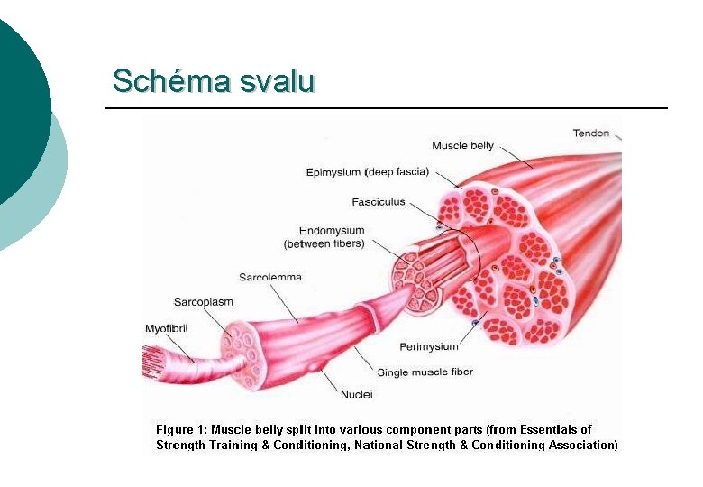 Schéma svalu 