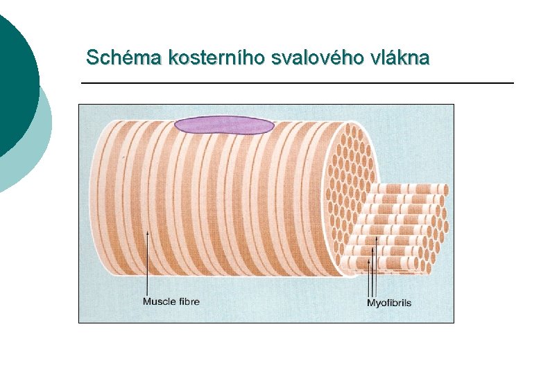 Schéma kosterního svalového vlákna 