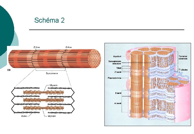 Schéma 2 
