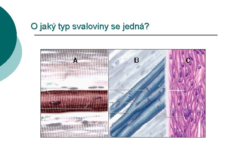 O jaký typ svaloviny se jedná? 