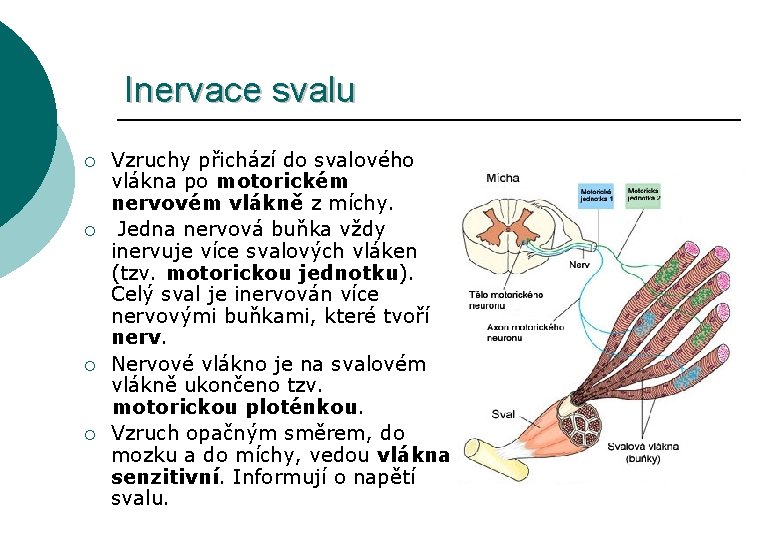 Inervace svalu ¡ ¡ Vzruchy přichází do svalového vlákna po motorickém nervovém vlákně z