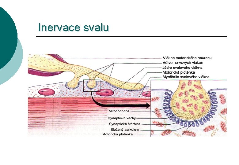 Inervace svalu 