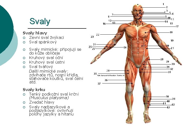 Svaly hlavy ¡ Zevní sval žvýkací ¡ Sval spánkový ¡ ¡ Svaly mimické: připojují
