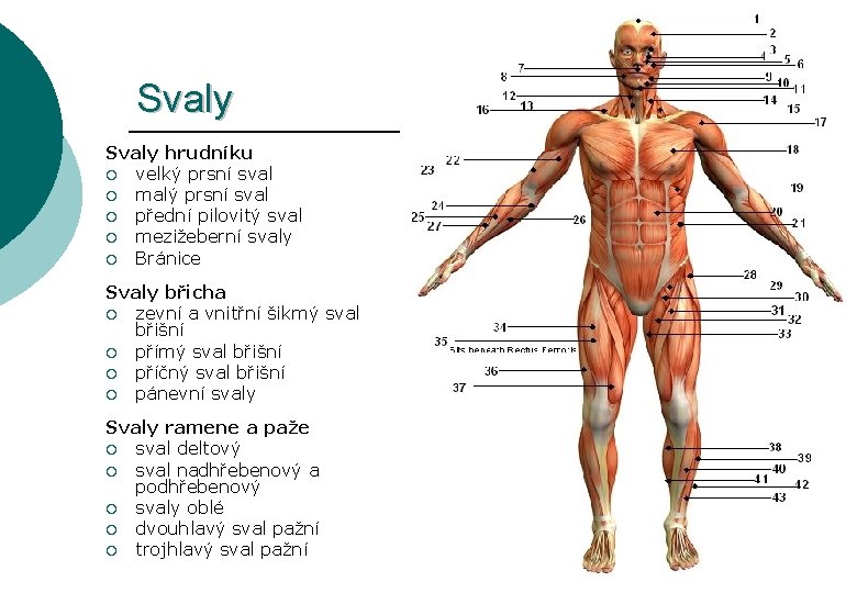 Svaly hrudníku ¡ velký prsní sval ¡ malý prsní sval ¡ přední pilovitý sval