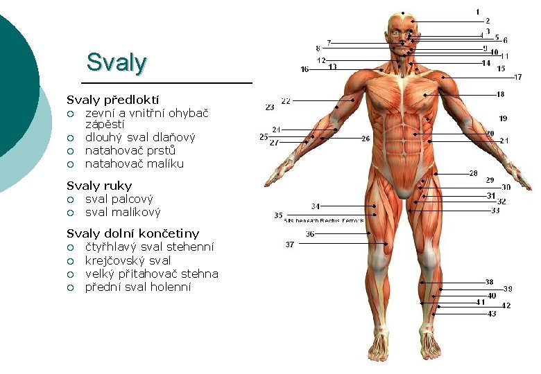 Svaly předloktí ¡ zevní a vnitřní ohybač zápěstí ¡ dlouhý sval dlaňový ¡ natahovač
