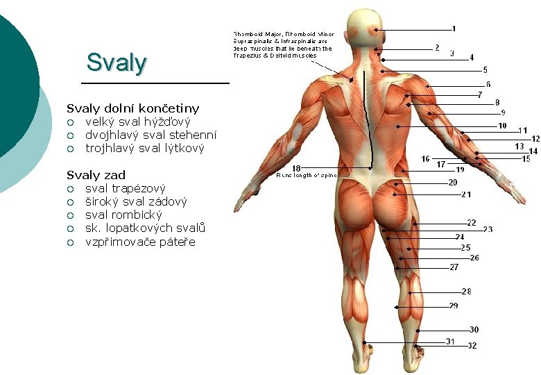 Svaly dolní končetiny ¡ velký sval hýžďový ¡ dvojhlavý sval stehenní ¡ trojhlavý sval