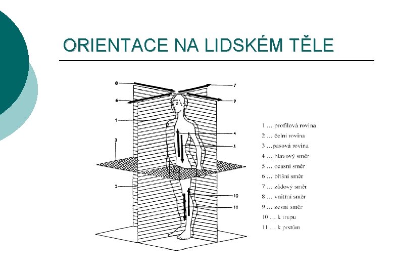 ORIENTACE NA LIDSKÉM TĚLE 