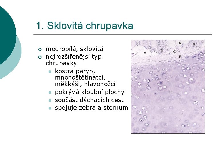 1. Sklovitá chrupavka ¡ ¡ modrobílá, sklovitá nejrozšířenější typ chrupavky l kostra paryb, mnohoštětinatci,