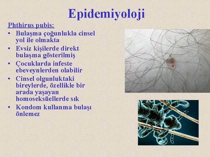 Epidemiyoloji Phthirus pubis: • Bulaşma çoğunlukla cinsel yol ile olmakta • Evsiz kişilerde direkt