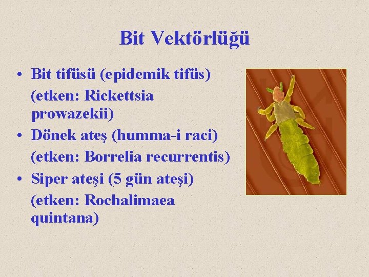 Bit Vektörlüğü • Bit tifüsü (epidemik tifüs) (etken: Rickettsia prowazekii) • Dönek ateş (humma-i