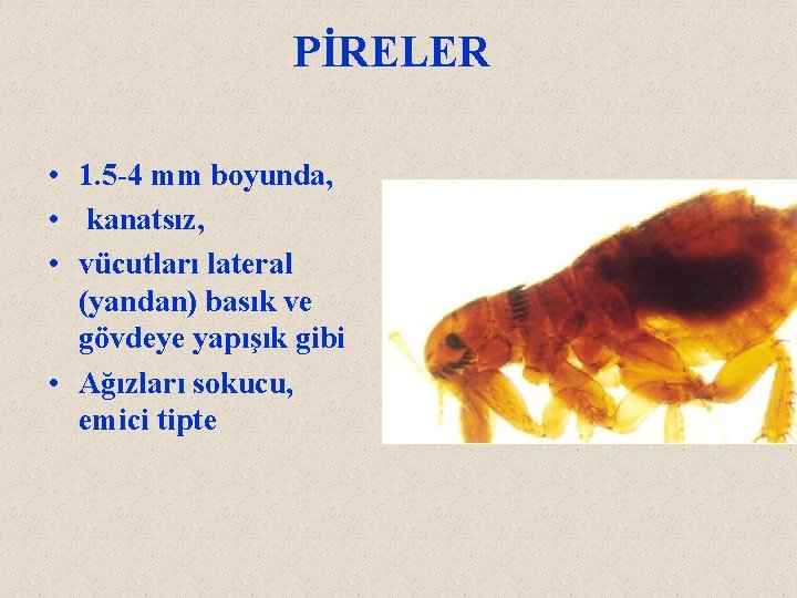 PİRELER • 1. 5 -4 mm boyunda, • kanatsız, • vücutları lateral (yandan) basık